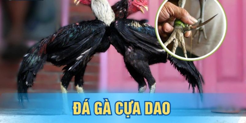 Đá gà cựa dao mang tới cách chơi thú vị và hấp dẫn với người tham gia